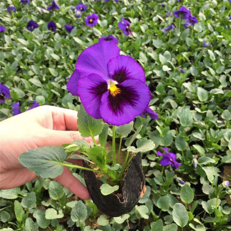 批发耐寒节日绿化营养杯苗道路绿化苗三色堇花苗各种盆栽苗