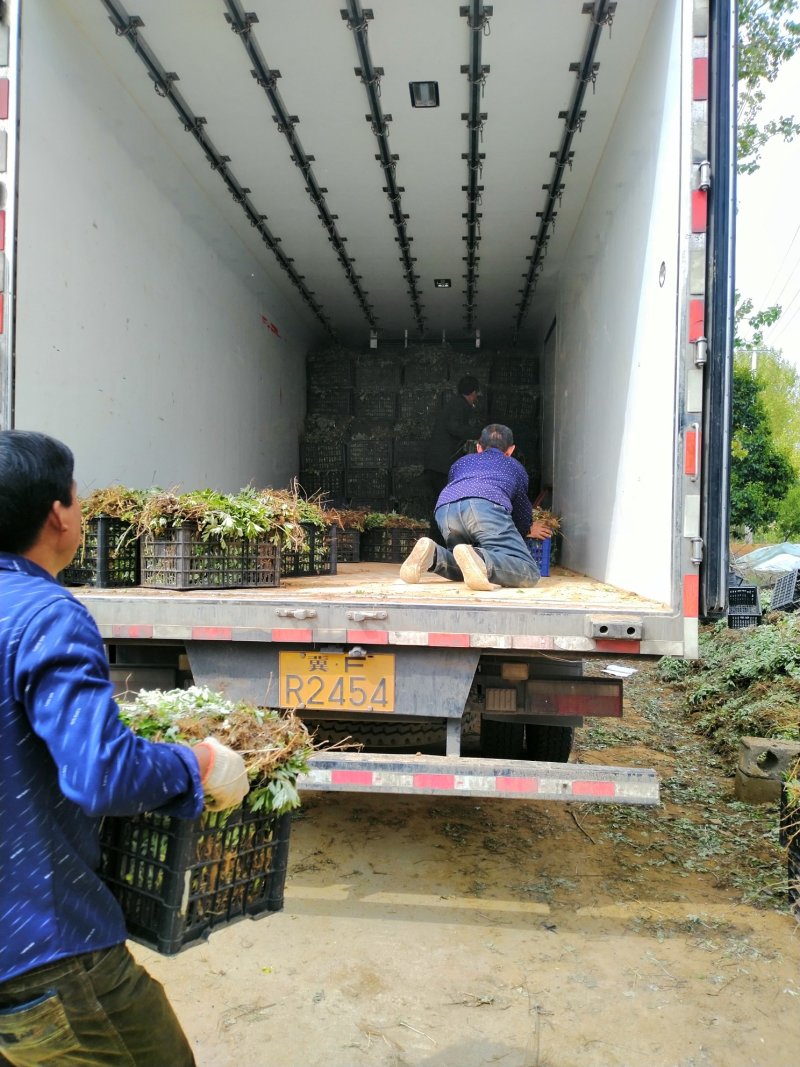 端午艾苗，优质艾苗，错过又要等上一年！量大从优，产地直供