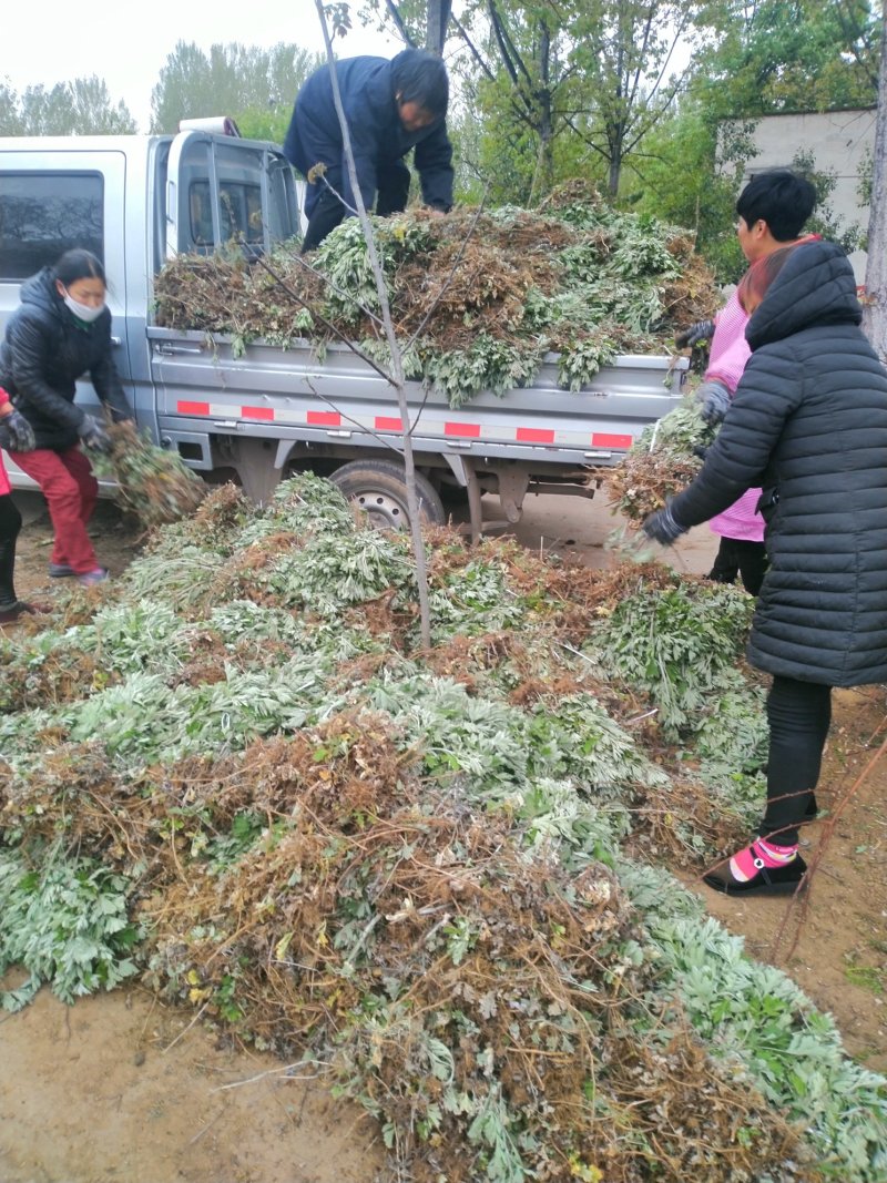 端午艾苗，优质艾苗，错过又要等上一年！量大从优，产地直供