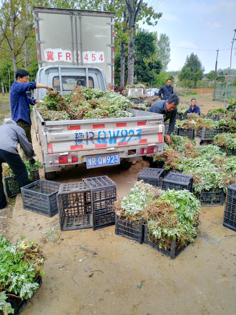 端午艾苗，优质艾苗，错过又要等上一年！量大从优，产地直供