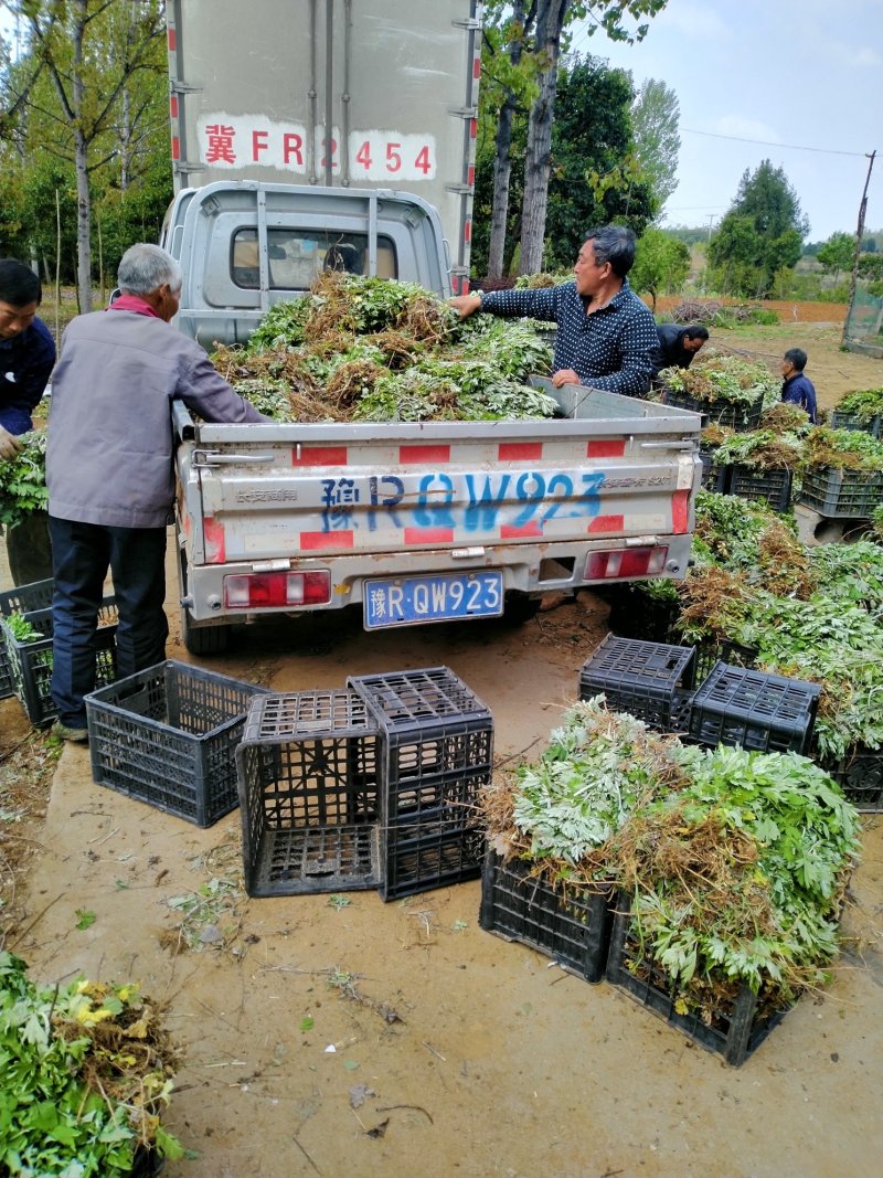 端午艾苗，优质艾苗，错过又要等上一年！量大从优，产地直供