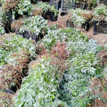 端午艾苗，优质艾苗，错过又要等上一年！量大从优，产地直供