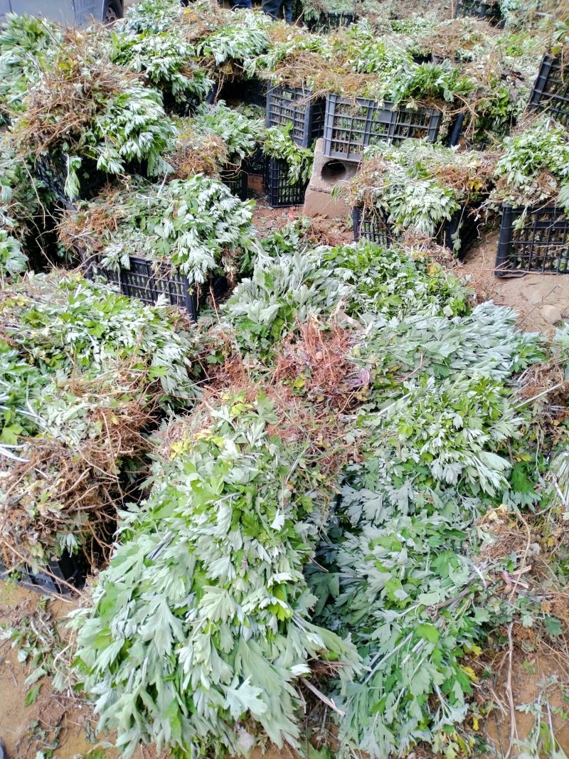 端午艾苗，优质艾苗，错过又要等上一年！量大从优，产地直供