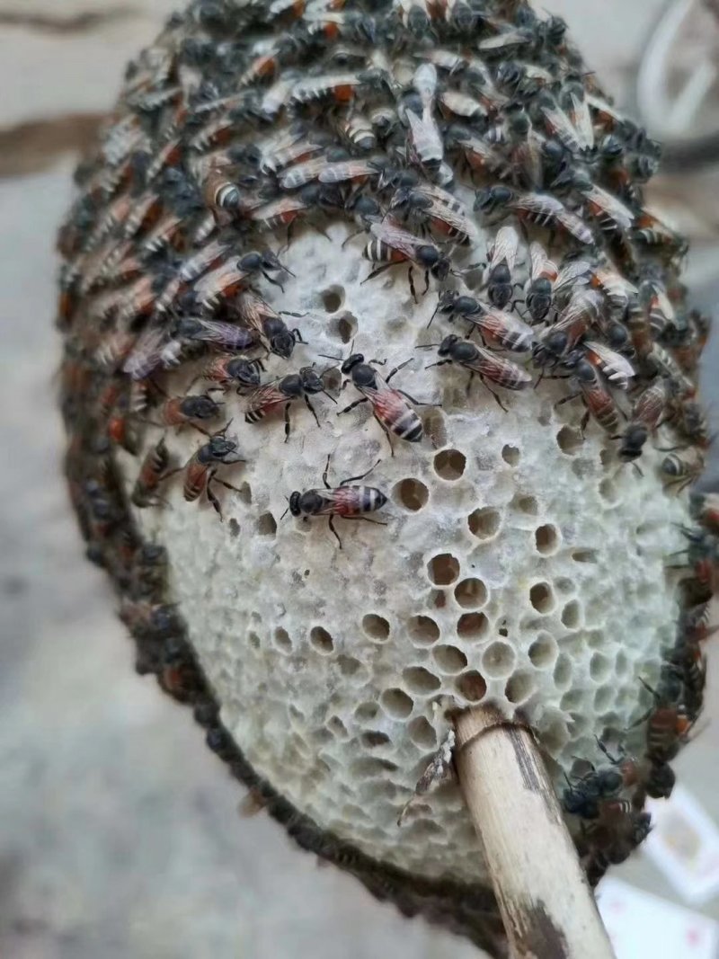 蜂蜜