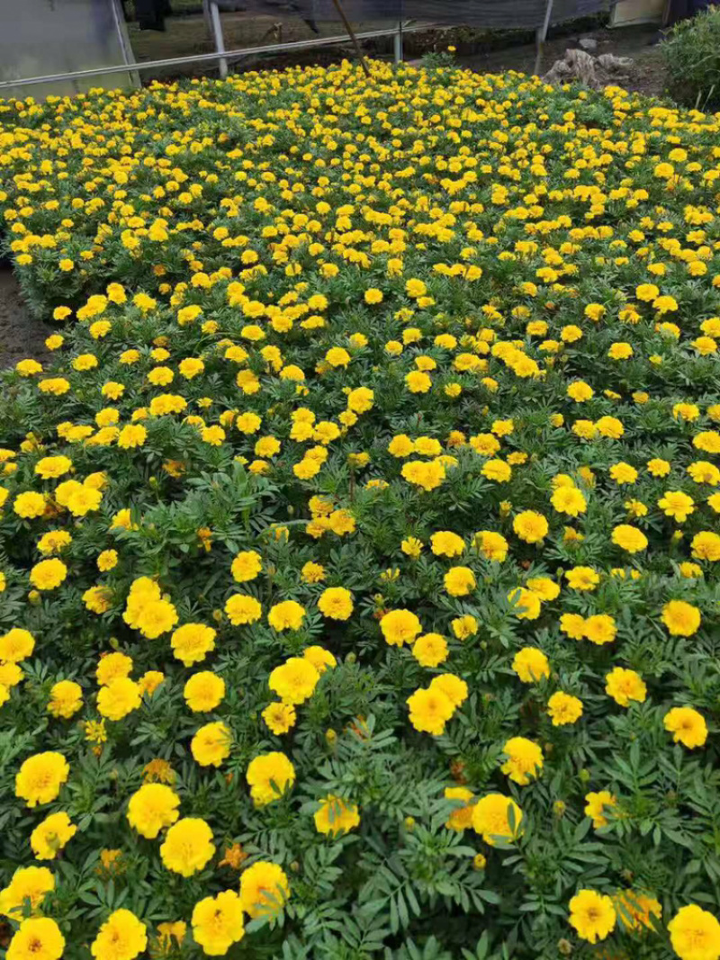 孔雀草成都孔雀草四川草花孔雀草基地直销工程用花