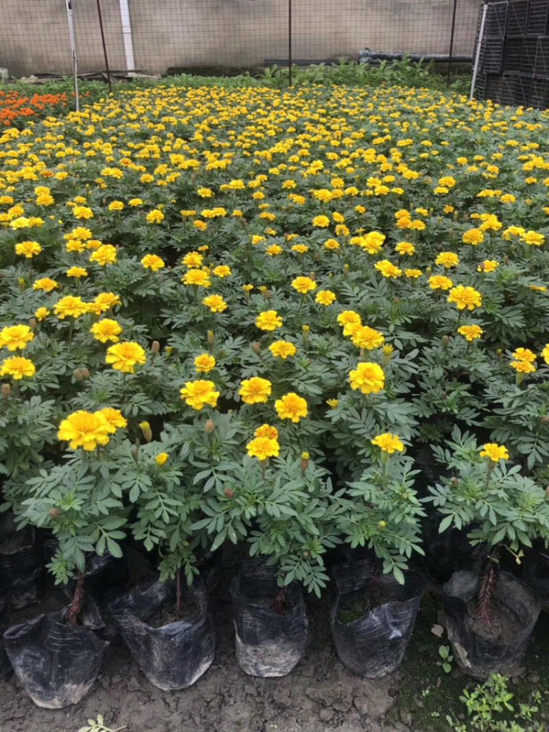 孔雀草成都孔雀草四川草花孔雀草基地直销工程用花