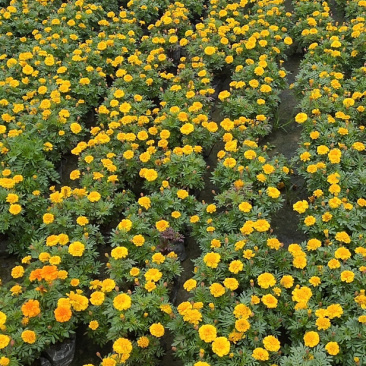 孔雀草成都孔雀草四川草花孔雀草基地直销工程用花