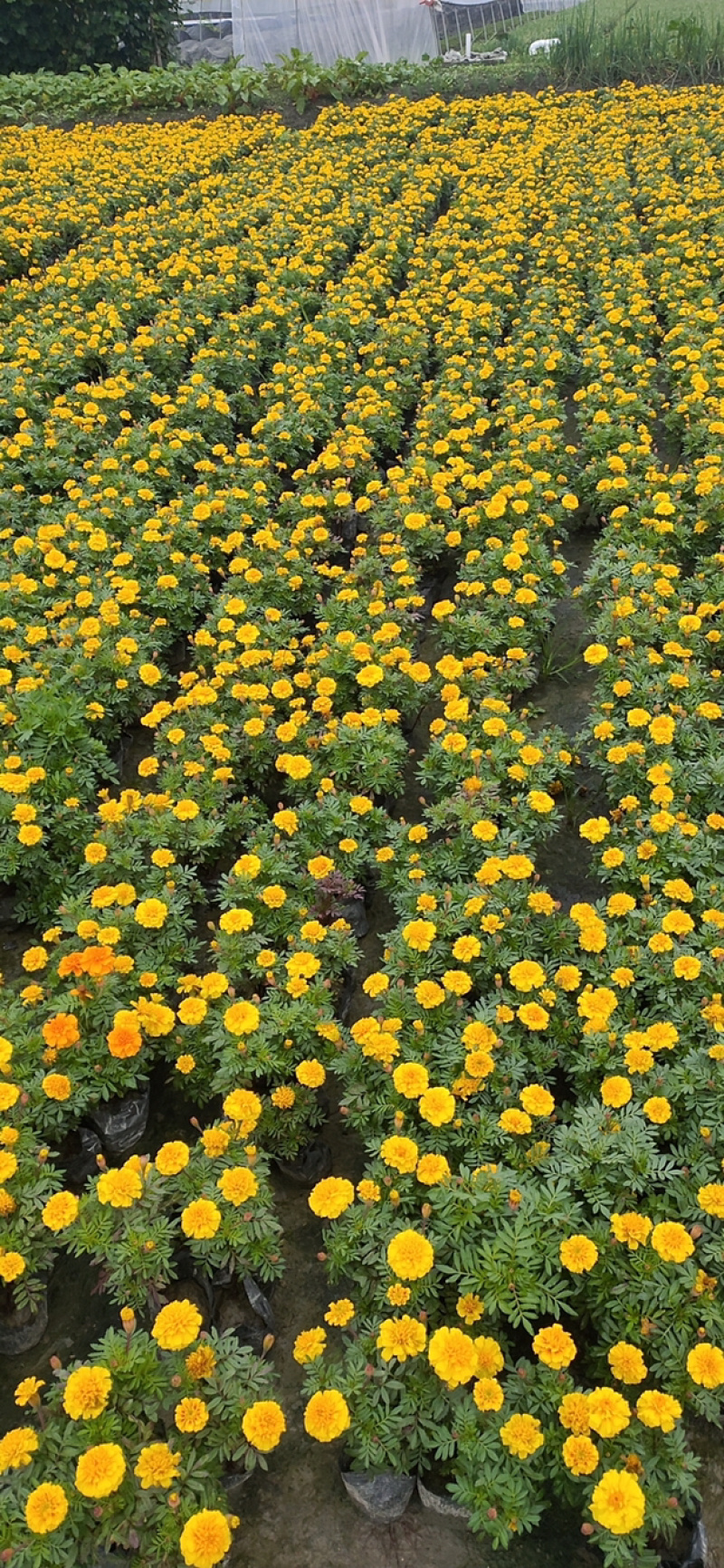孔雀草成都孔雀草四川草花孔雀草基地直销工程用花