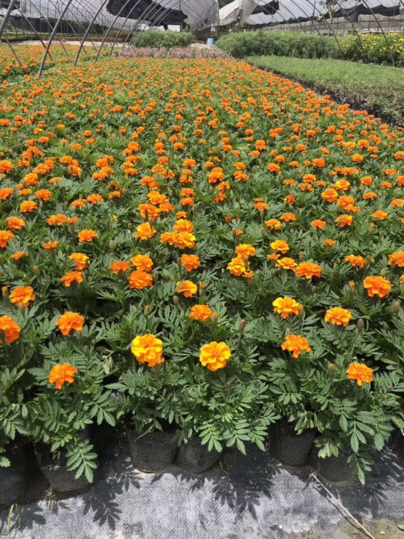 孔雀草成都孔雀草四川草花孔雀草基地直销工程用花