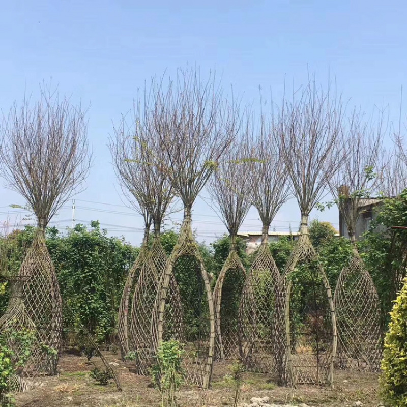 紫薇造型紫薇花瓶紫薇福禄寿喜字紫薇围墙紫薇中国结