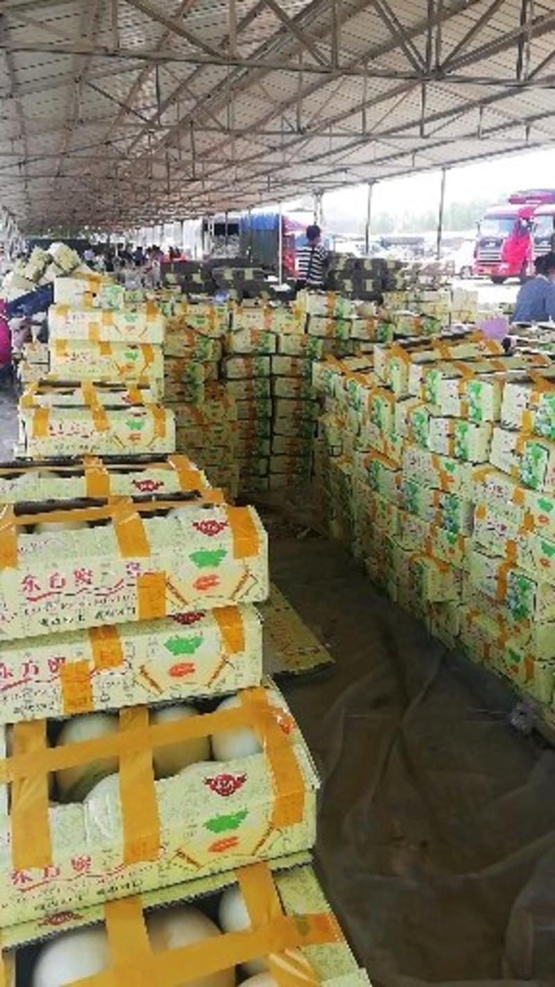 山东东方蜜甜瓜货源充足提供包装食宿找货装车一条龙服务
