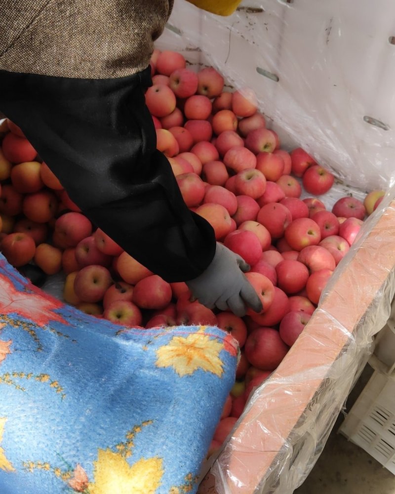 苹果