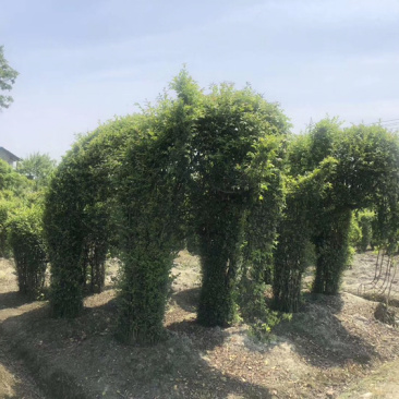 小叶女贞造型小叶女贞动物造型小叶女贞植物造型