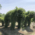 小叶女贞造型小叶女贞动物造型小叶女贞植物造型