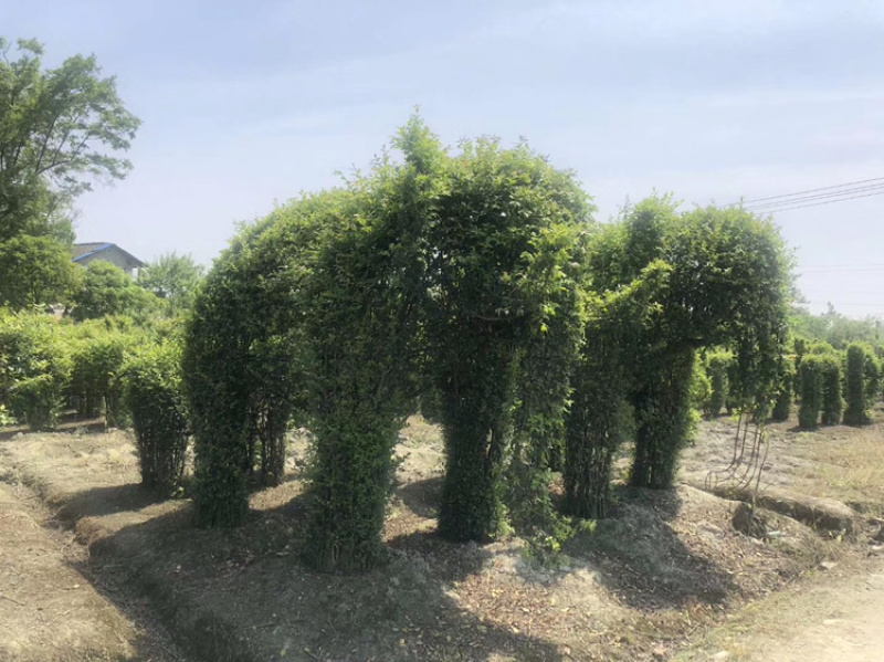 小叶女贞造型小叶女贞动物造型小叶女贞植物造型