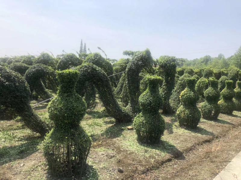小叶女贞造型小叶女贞动物造型小叶女贞植物造型