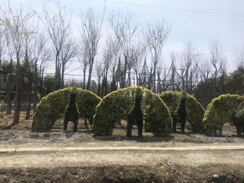 小叶女贞造型小叶女贞动物造型小叶女贞植物造型