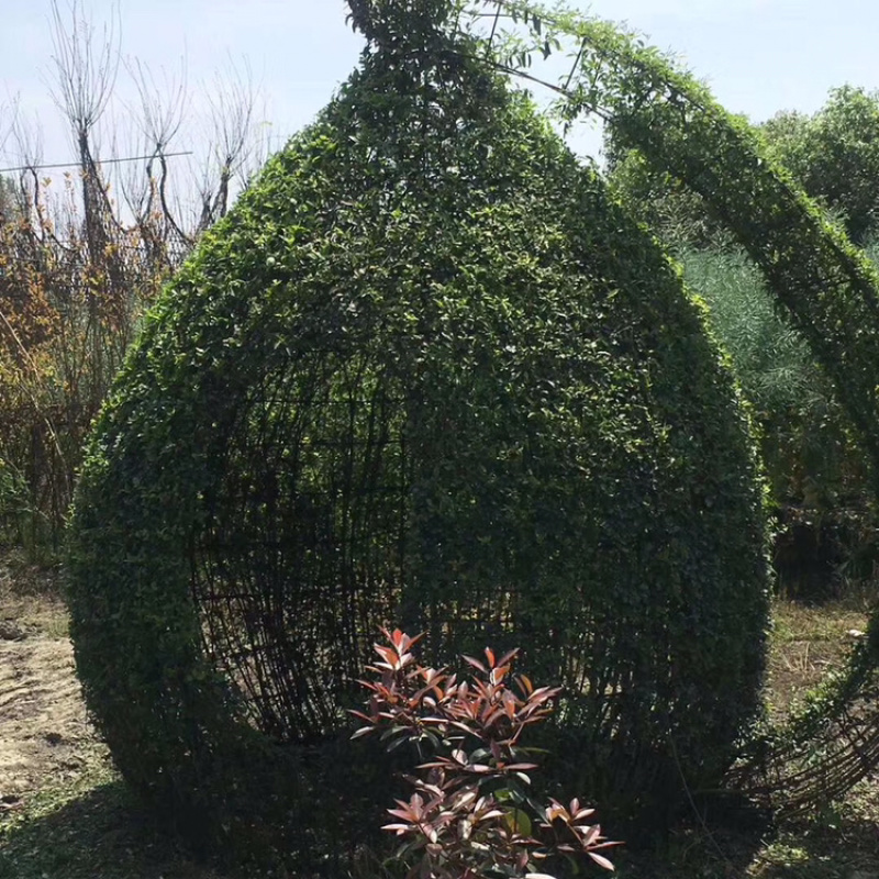 小叶女贞造型小叶女贞动物造型小叶女贞植物造型