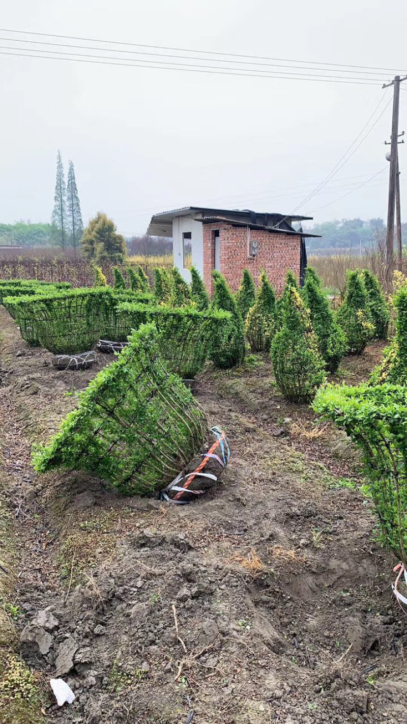 小叶女贞造型小叶女贞动物造型小叶女贞植物造型