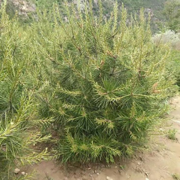白皮松杯苗，白皮松营养袋小苗，白皮松大田苗