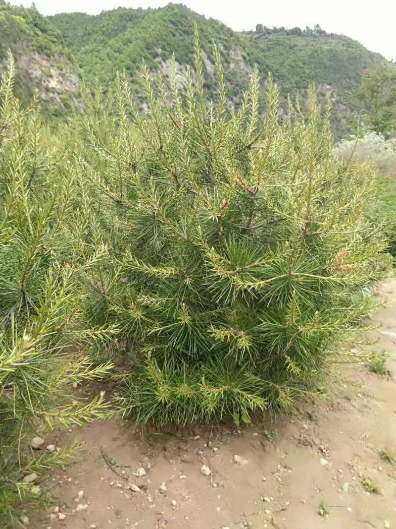 白皮松杯苗，白皮松营养袋小苗，白皮松大田苗