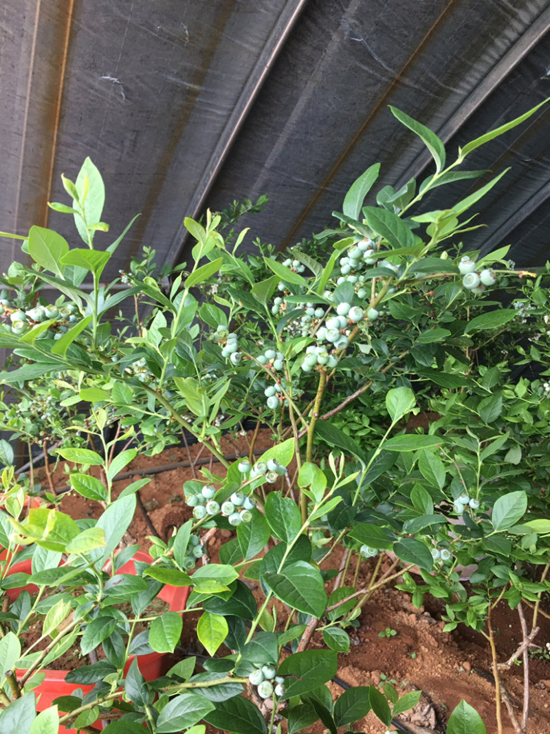 蓝莓苗出售，1米高以上，5枝条，品种很多，果特别好吃。