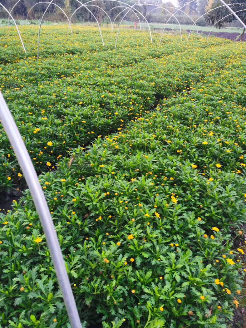 木春菊成都木春菊木春菊杯苗工程用木春菊杯苗