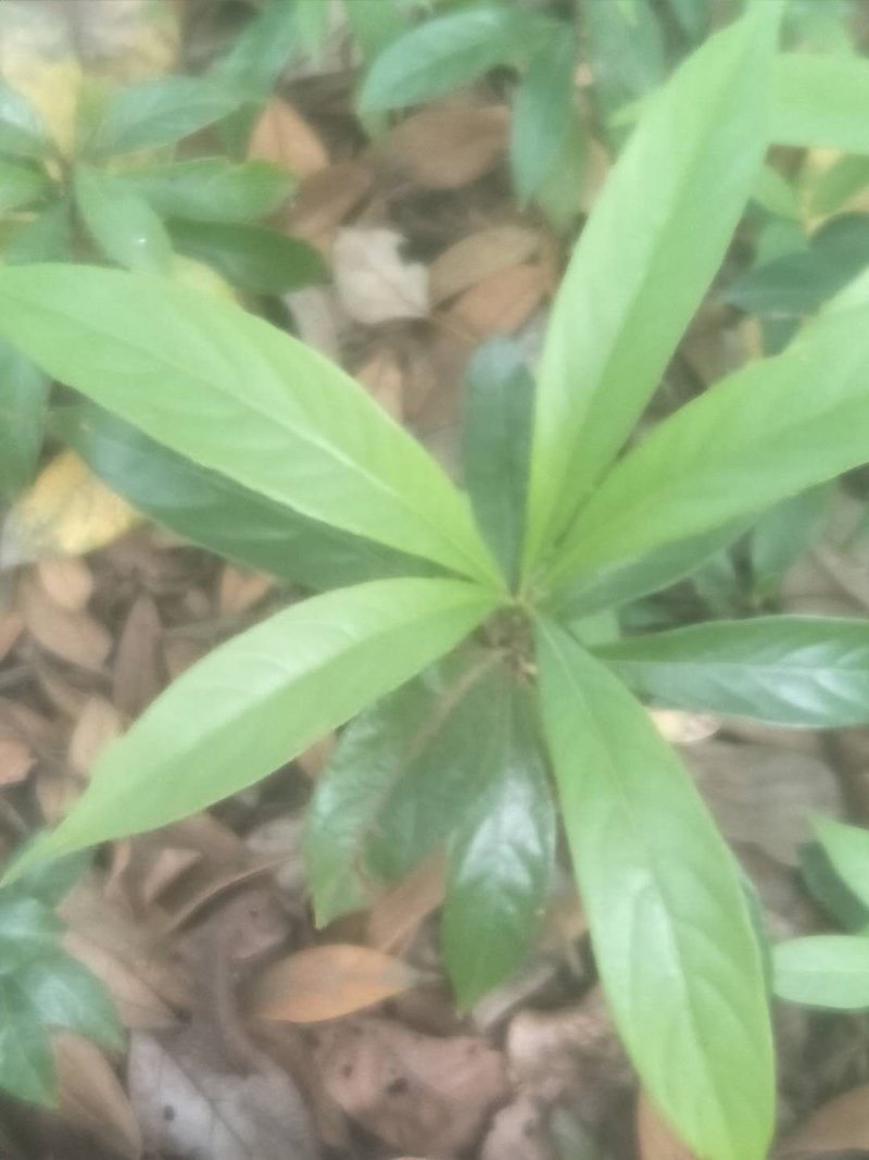 岀售小叶桢楠树苗