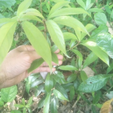 岀售小叶桢楠树苗