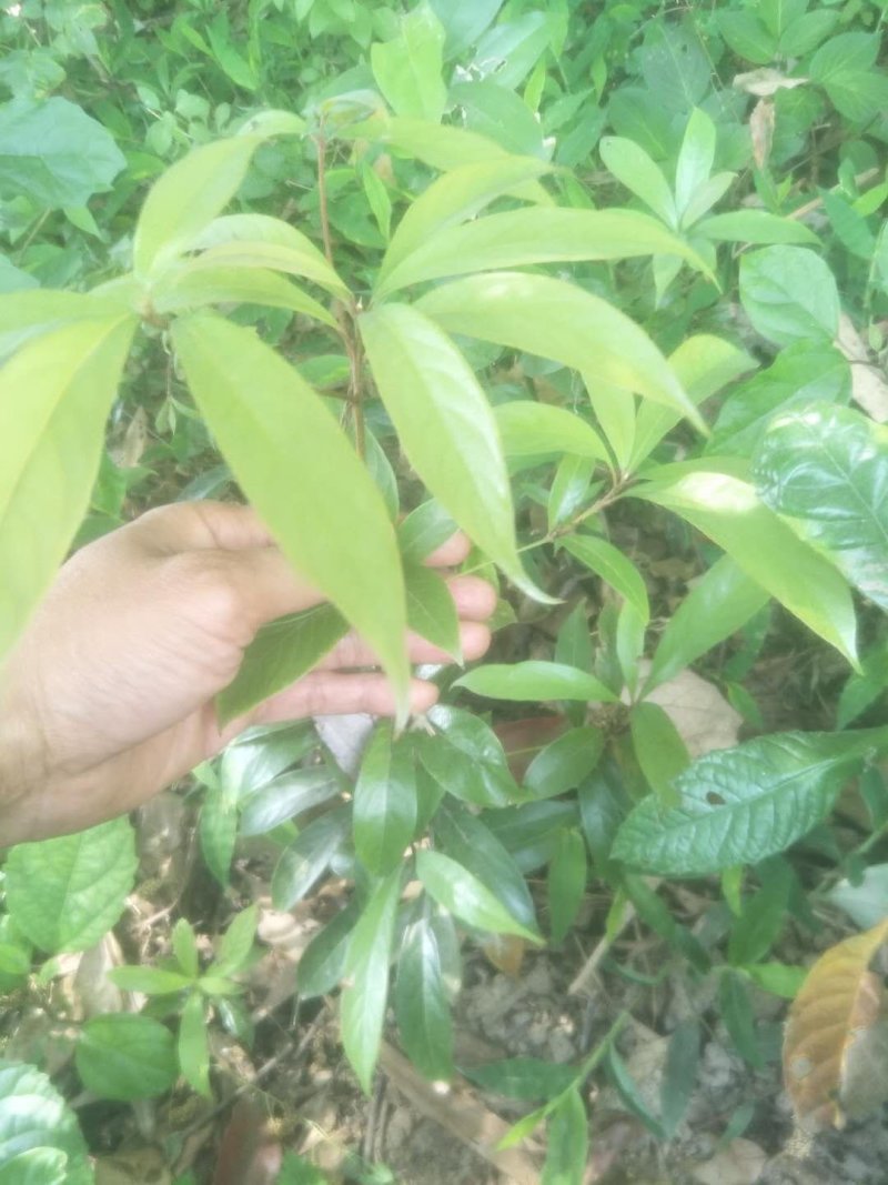 岀售小叶桢楠树苗