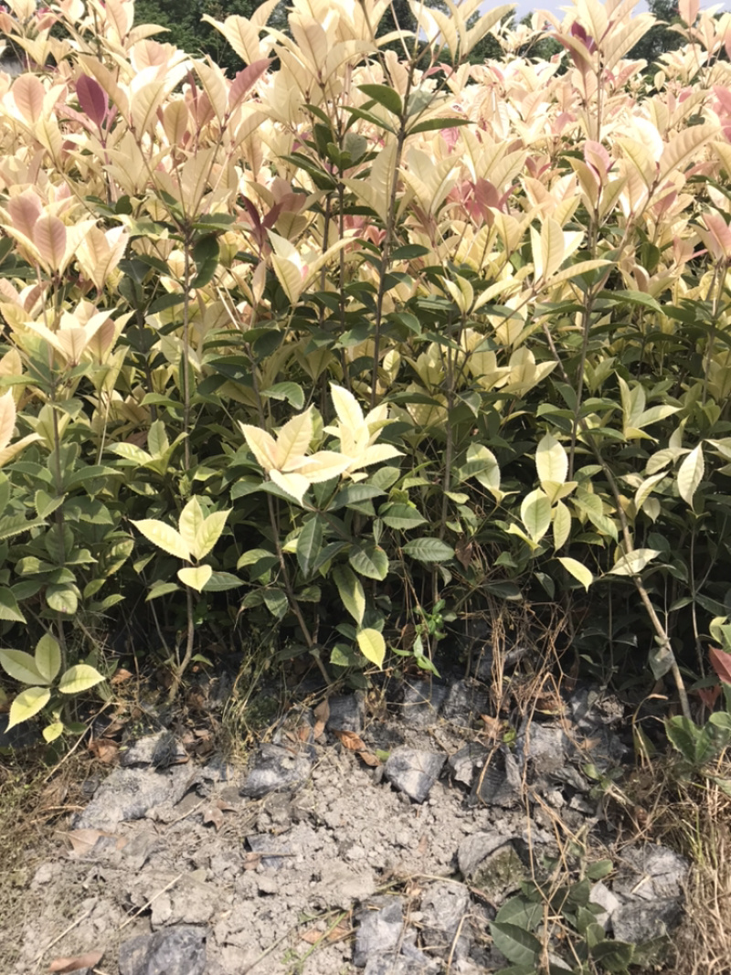 彩叶桂五彩桂成都彩叶桂基地五彩桂基地彩叶桂杯苗