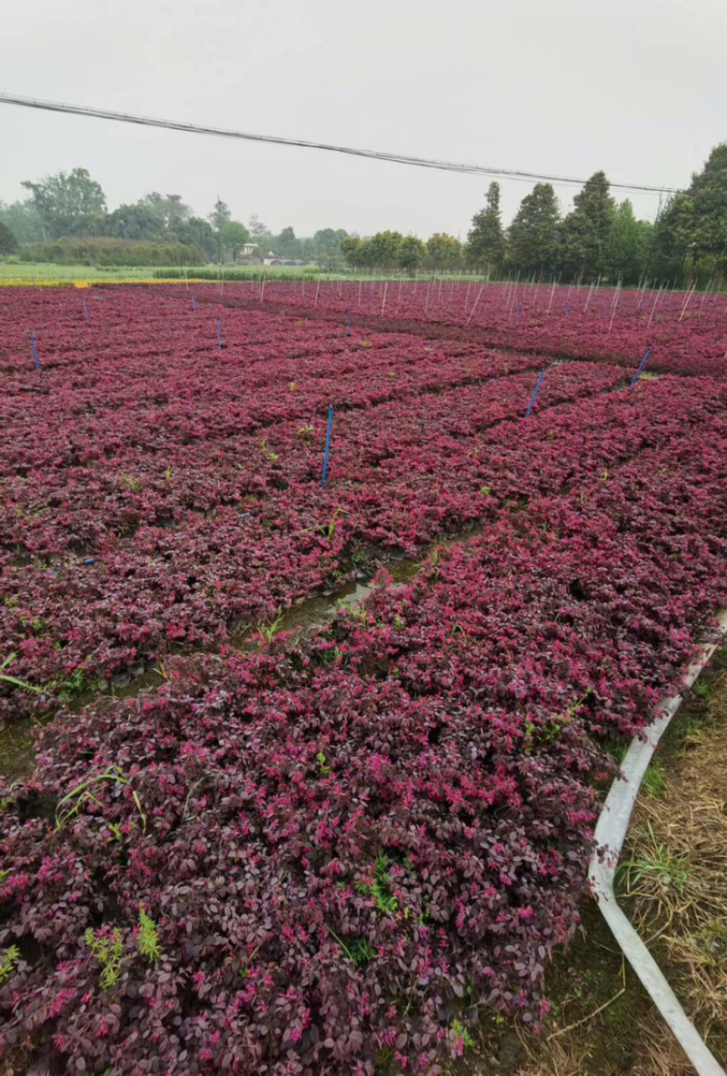 红花继木红继木12杯红继木16杯红继木球红继木地苗