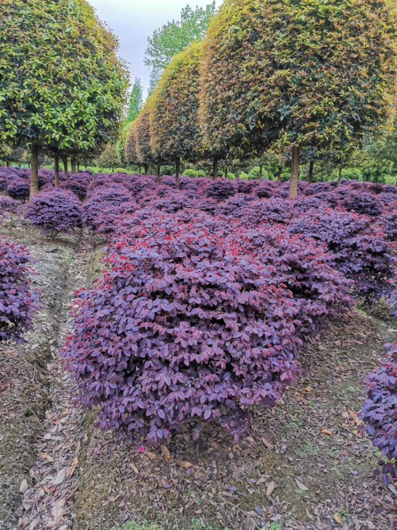 红花继木红继木12杯红继木16杯红继木球红继木地苗