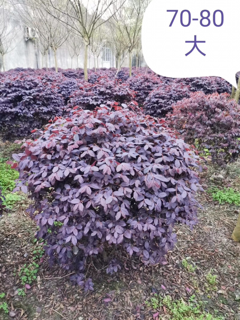 红花继木红继木12杯红继木16杯红继木球红继木地苗