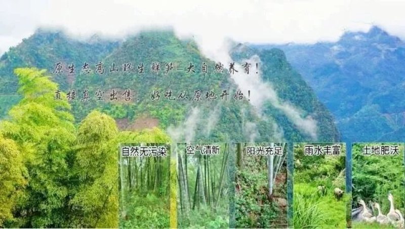 福建冬笋新鲜冬笋清水笋片天然野生手拨笋农家现挖春笋冬笋尖