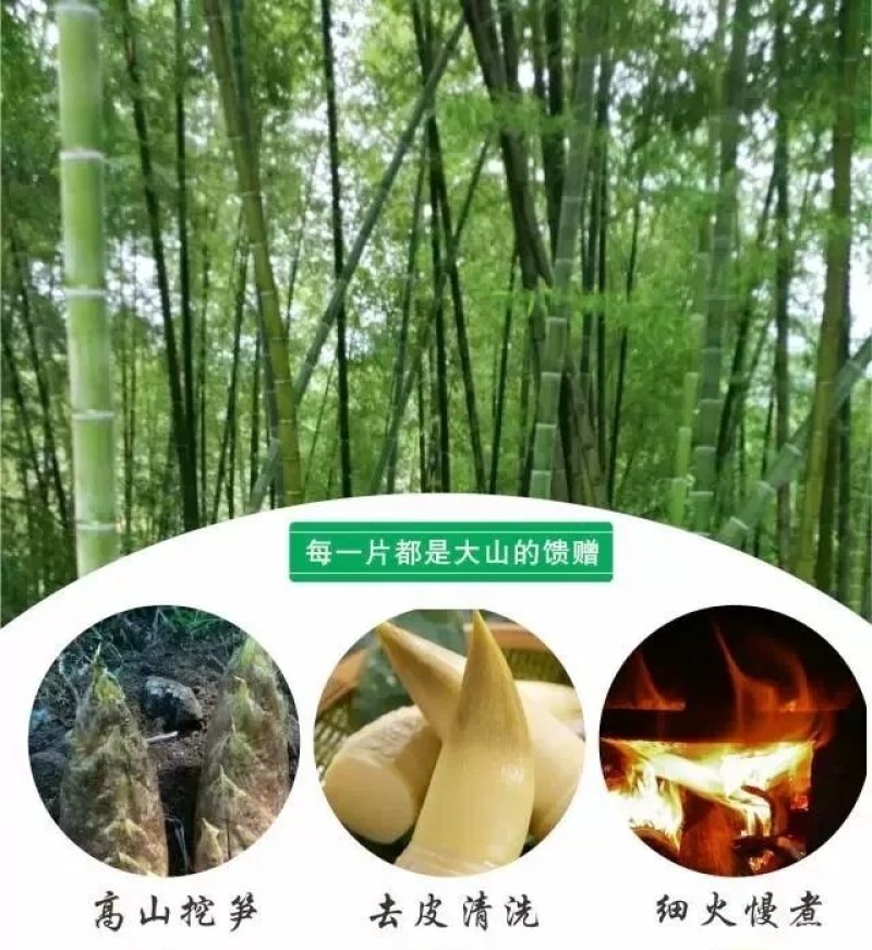 福建冬笋新鲜冬笋清水笋片天然野生手拨笋农家现挖春笋冬笋尖