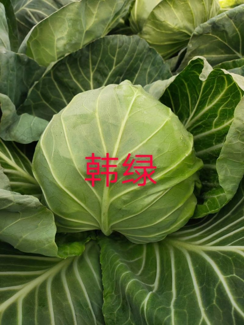 量大从优半松球甘蓝苗，大面积可联系回收，价格美丽，不包邮