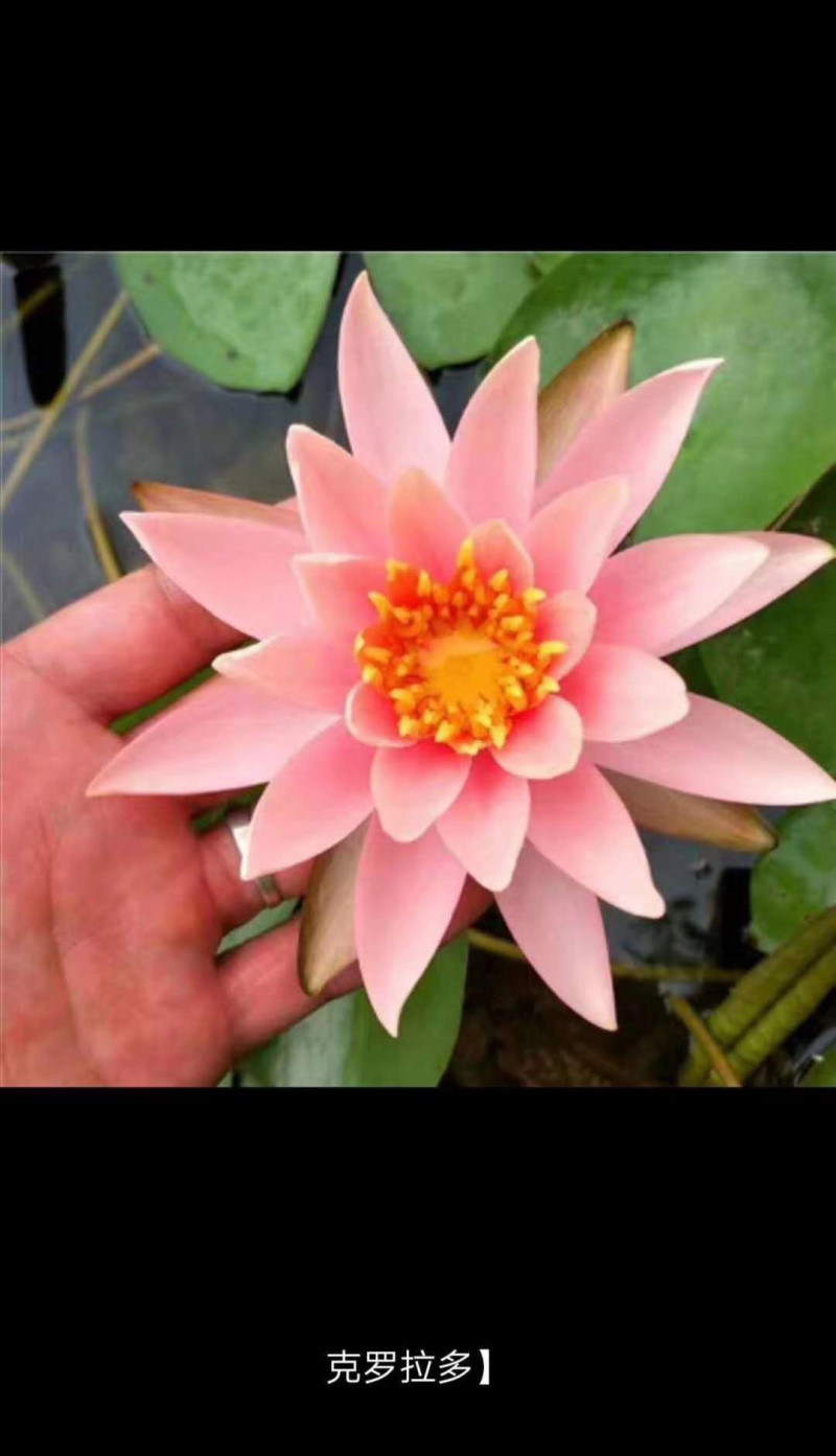大睡莲根块水培植物开花睡莲根块开花观赏睡莲