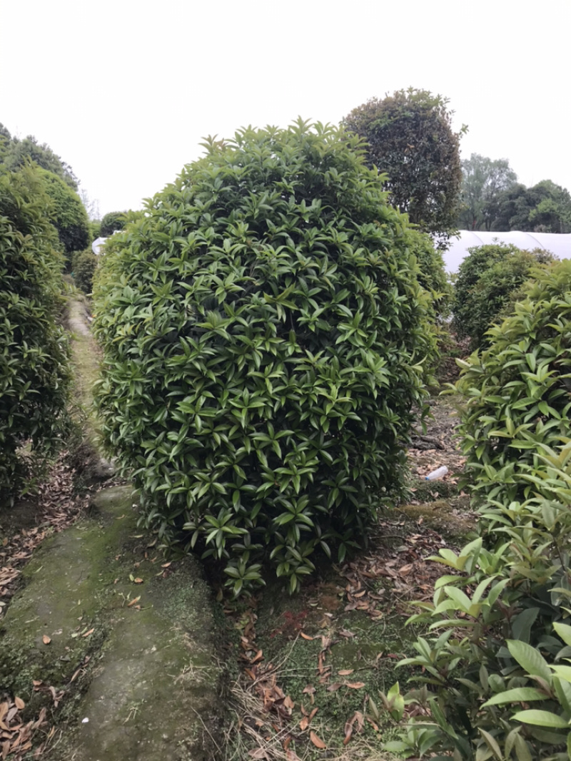 桂花球成都丛生桂花成都高杆桂花成都桂花笼子