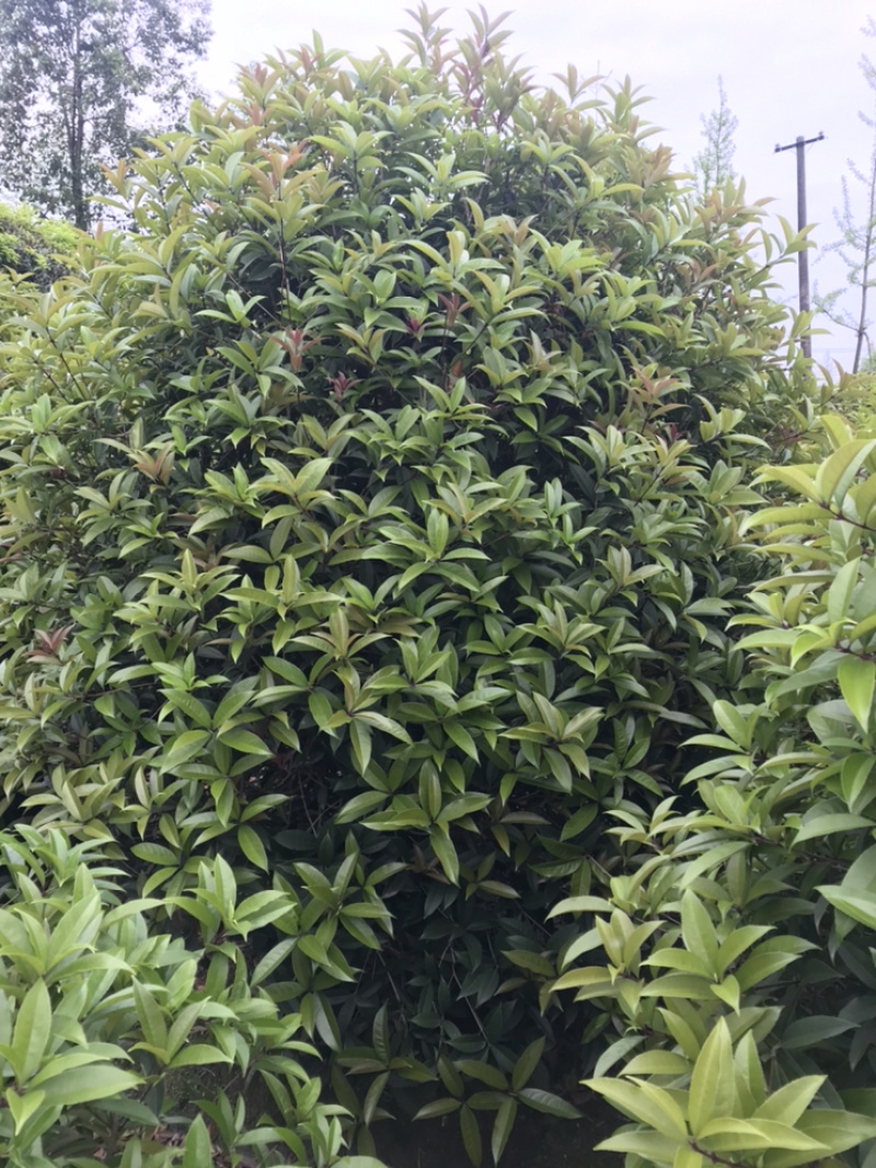 桂花球成都丛生桂花成都高杆桂花成都桂花笼子