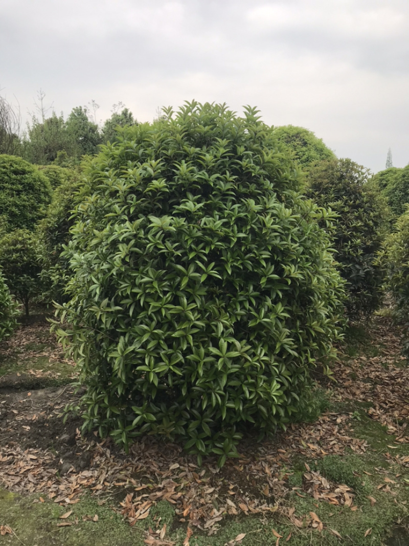 桂花球成都丛生桂花成都高杆桂花成都桂花笼子