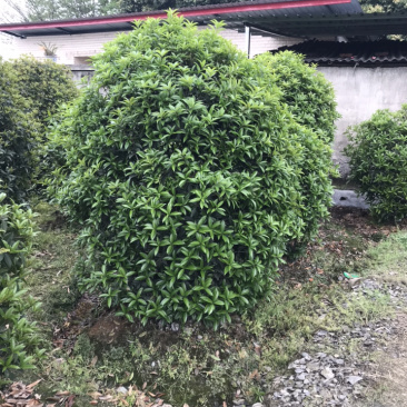 桂花球成都丛生桂花成都高杆桂花成都桂花笼子