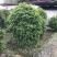 桂花球成都丛生桂花成都高杆桂花成都桂花笼子