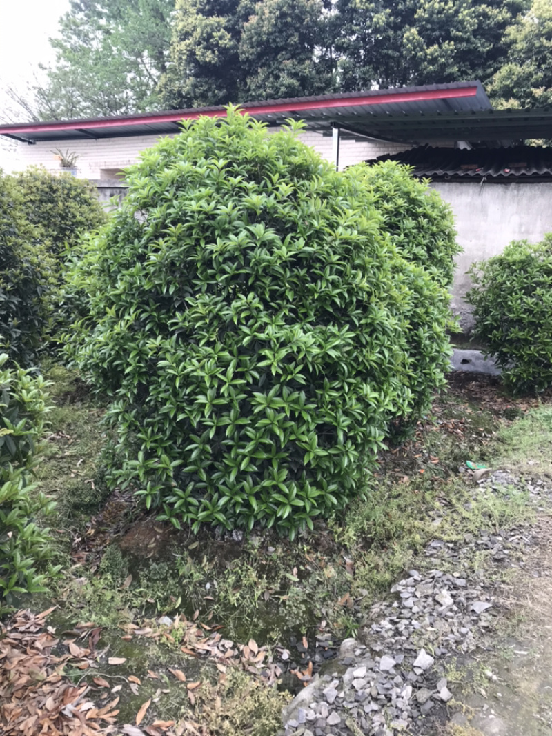 桂花球成都丛生桂花成都高杆桂花成都桂花笼子