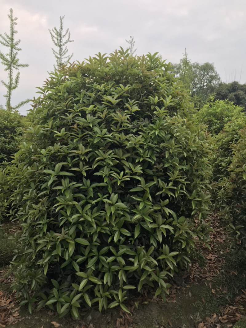 桂花球成都丛生桂花成都高杆桂花成都桂花笼子