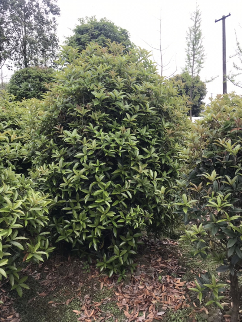 桂花球成都丛生桂花成都高杆桂花成都桂花笼子
