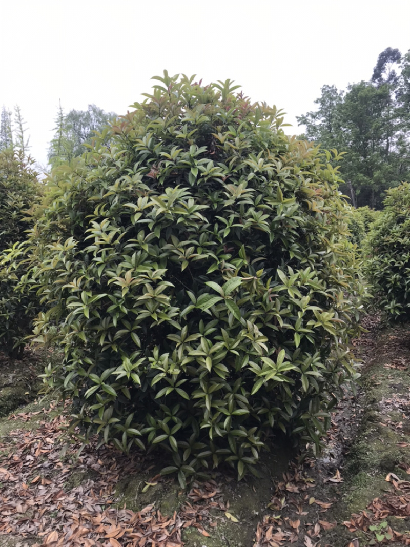 桂花球成都丛生桂花成都高杆桂花成都桂花笼子