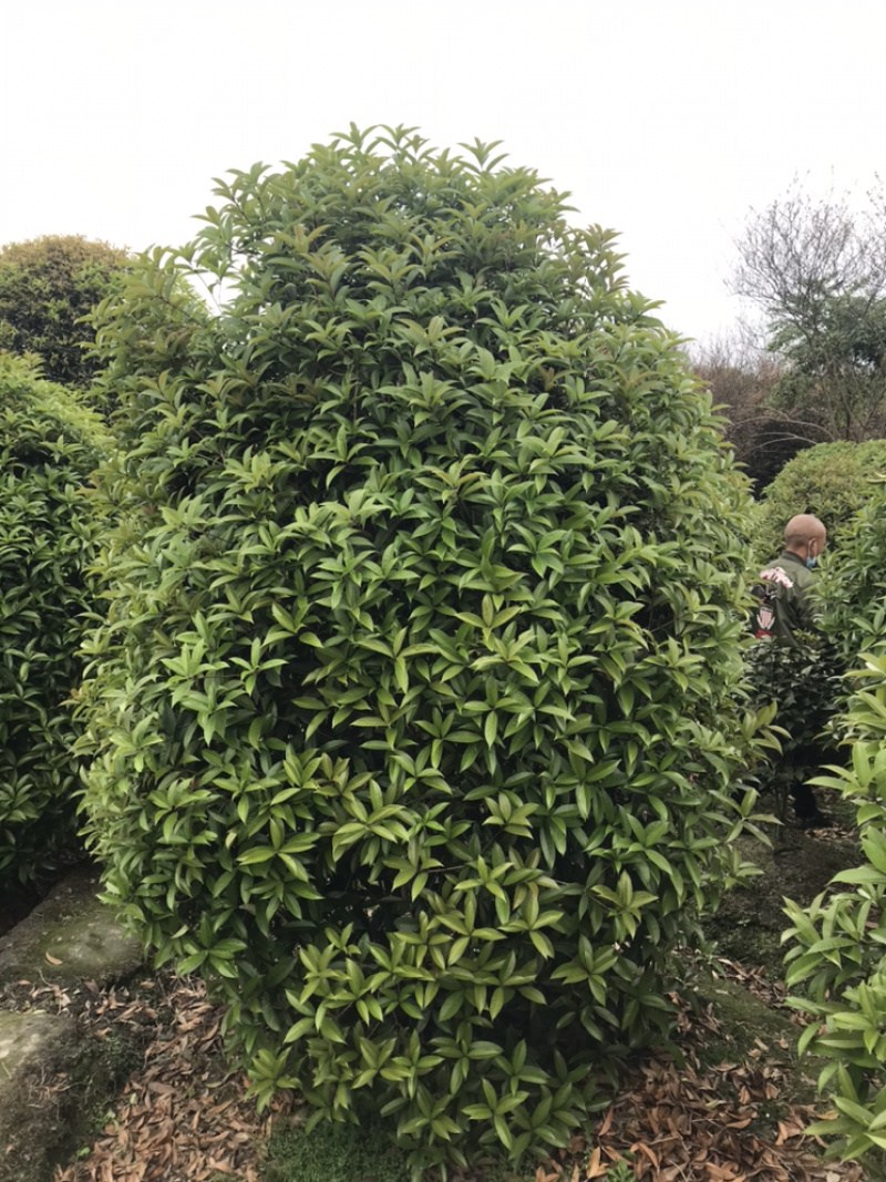 桂花球成都丛生桂花成都高杆桂花成都桂花笼子
