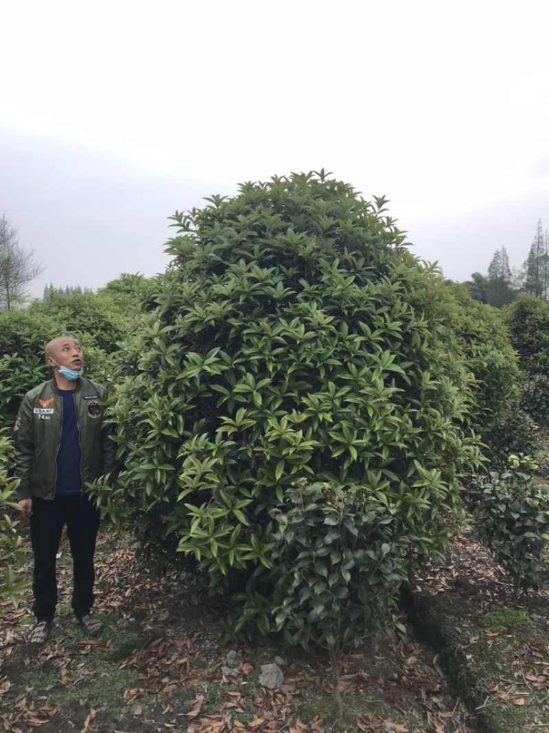 桂花球成都丛生桂花成都高杆桂花成都桂花笼子
