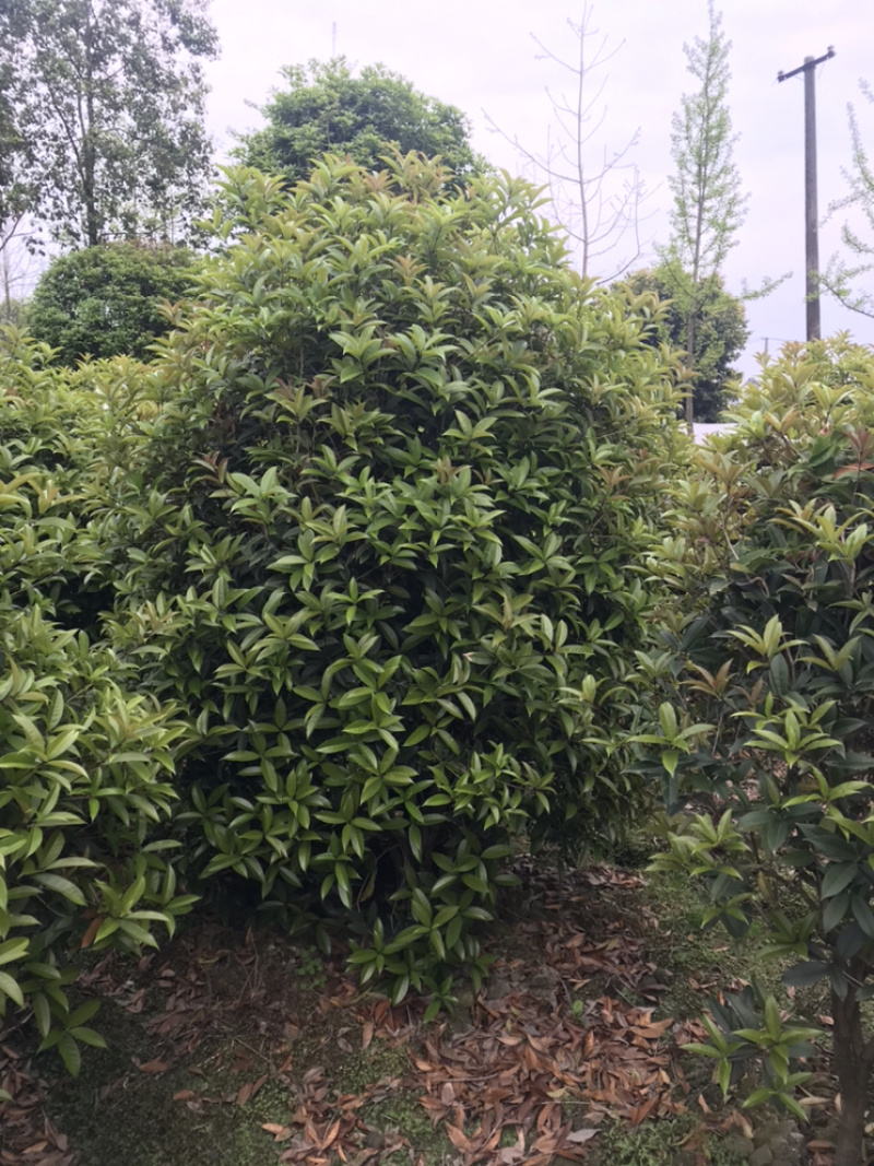 桂花球成都丛生桂花成都高杆桂花成都桂花笼子